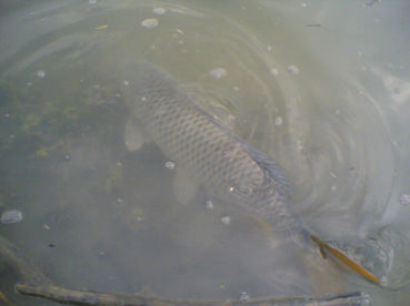 Carpa Rilasciata.jpg